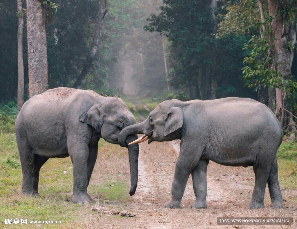 两头大象亲昵互动场景