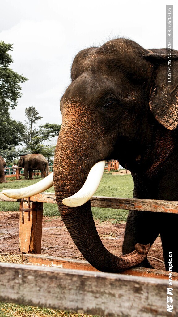 围栏边的大象