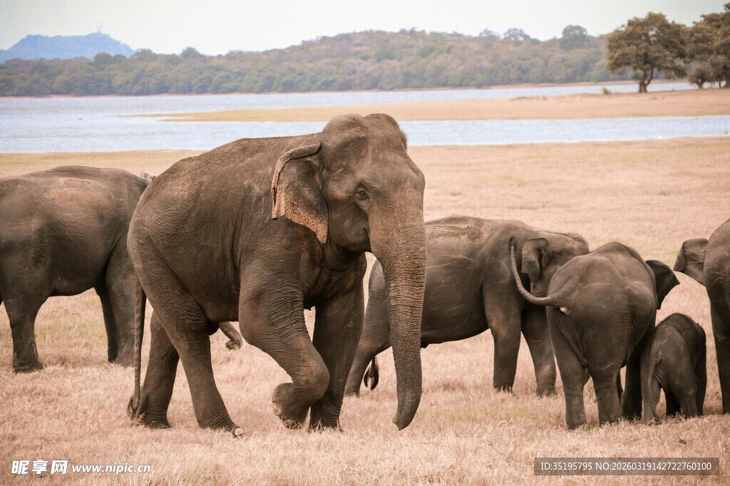 草原上的大象家族