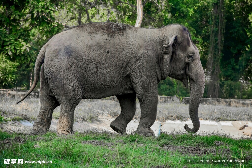 野外行走的灰色大象
