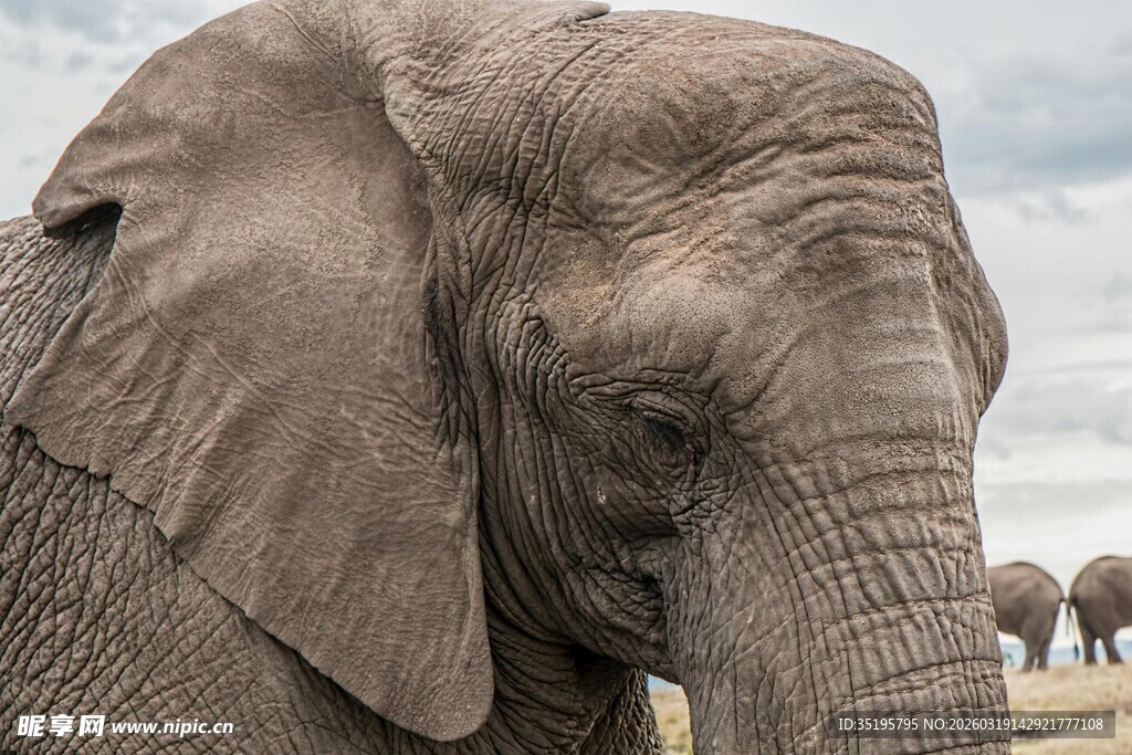 草原上的大象特写