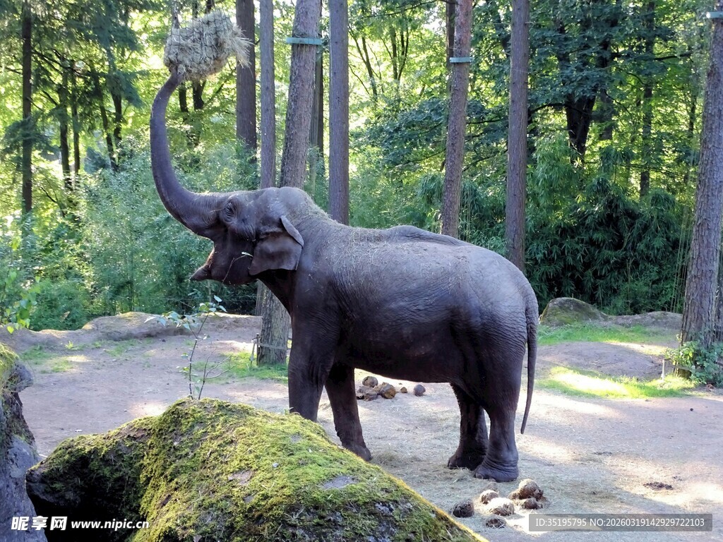 森林中站立的大象