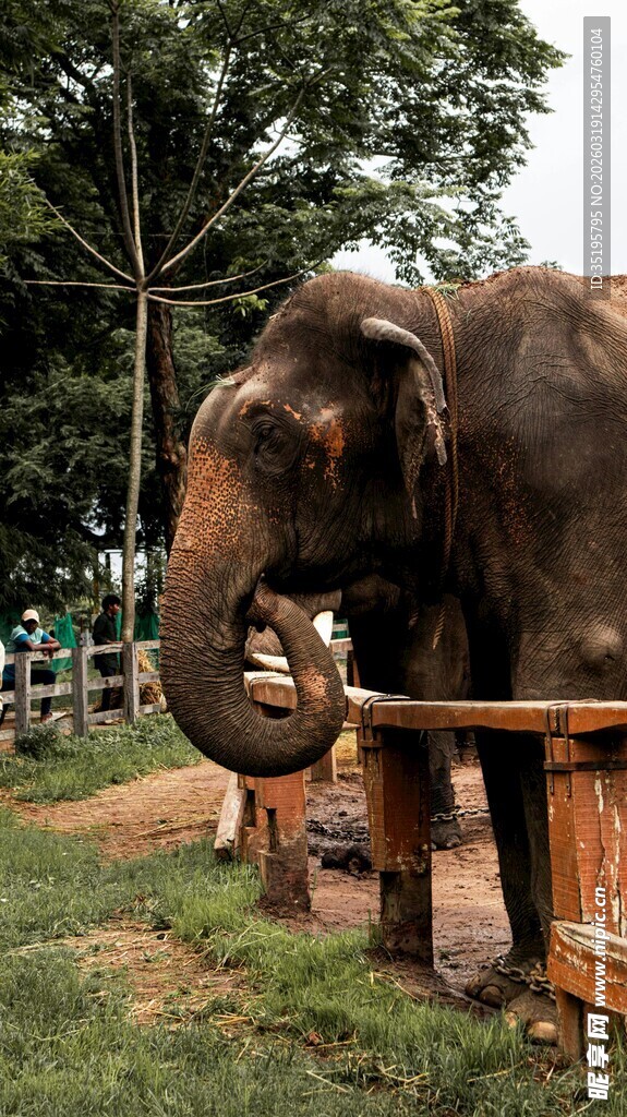 大象在围栏边与人互动