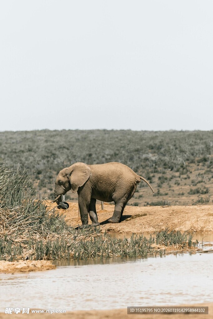 大象在水边漫步