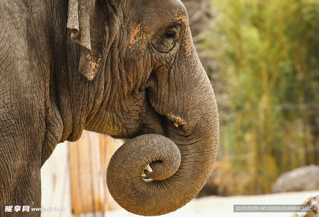 大象特写卷曲的象鼻