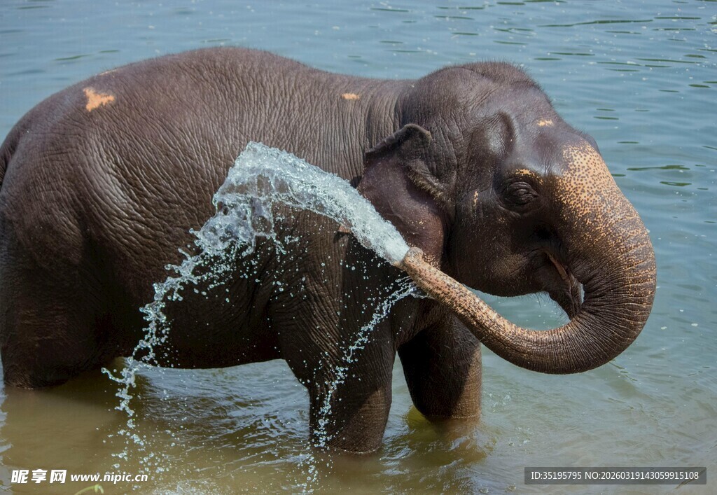 大象水中用鼻子喷水嬉戏