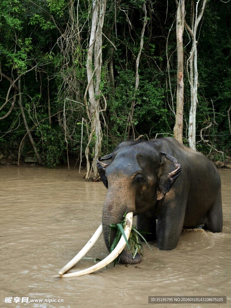 水中大象展示长象牙