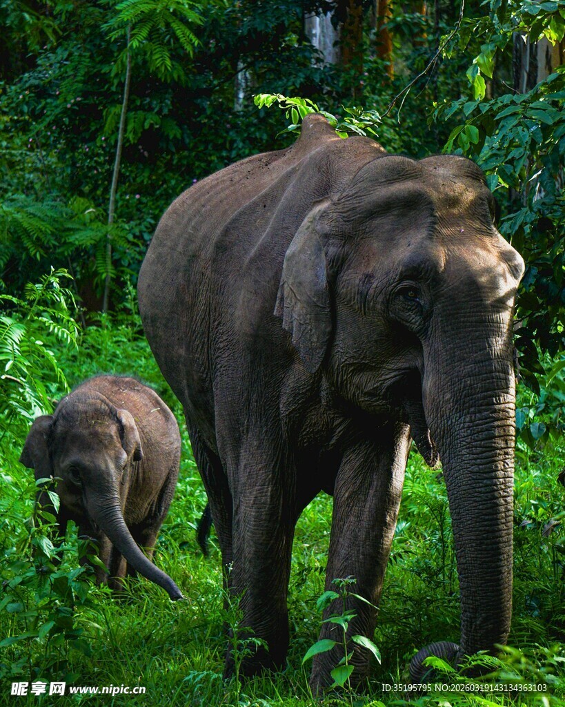 丛林中的大象母子