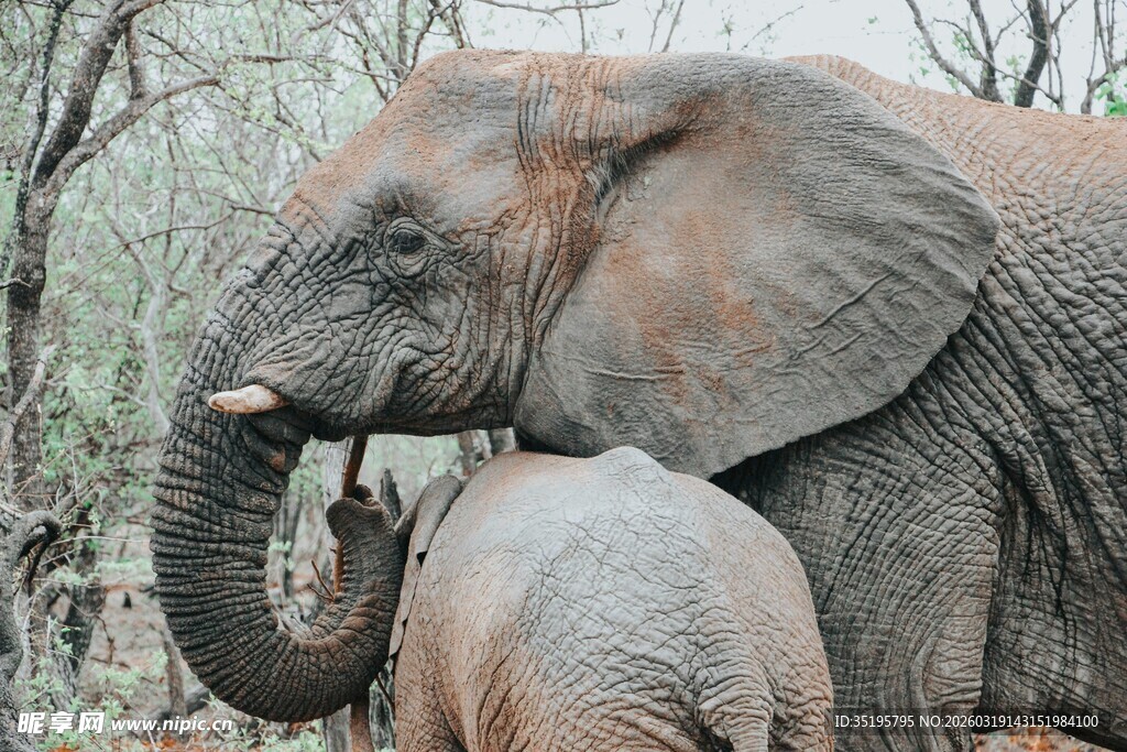 大象母子亲昵互动场景