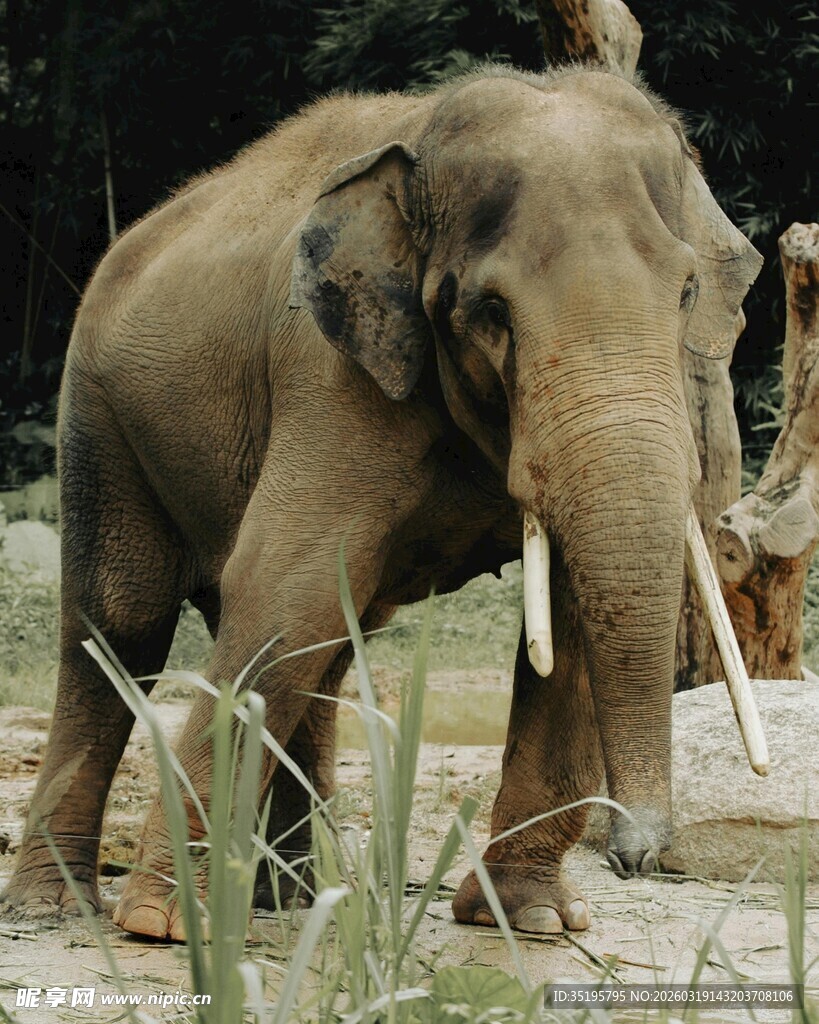 野外站立的大象