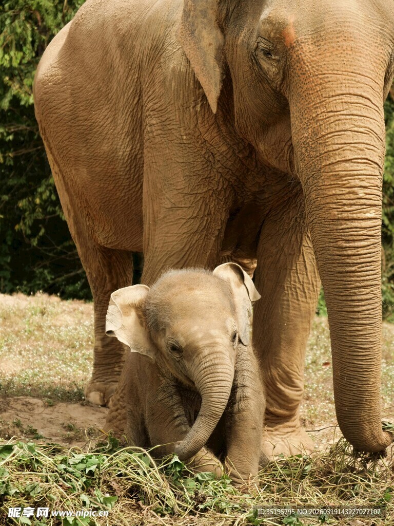 大象母子温馨相伴