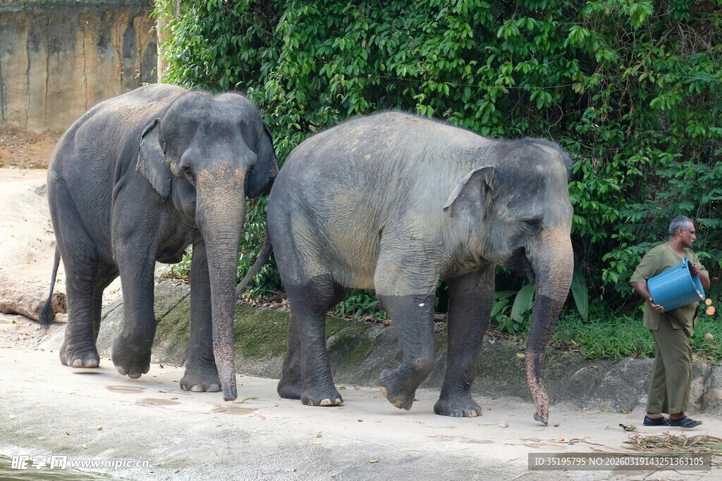 驯象师与两头大象同框