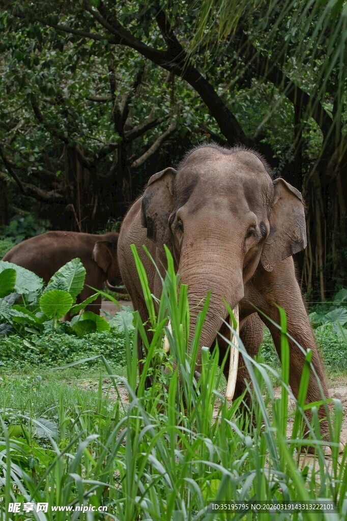 丛林中站立的大象