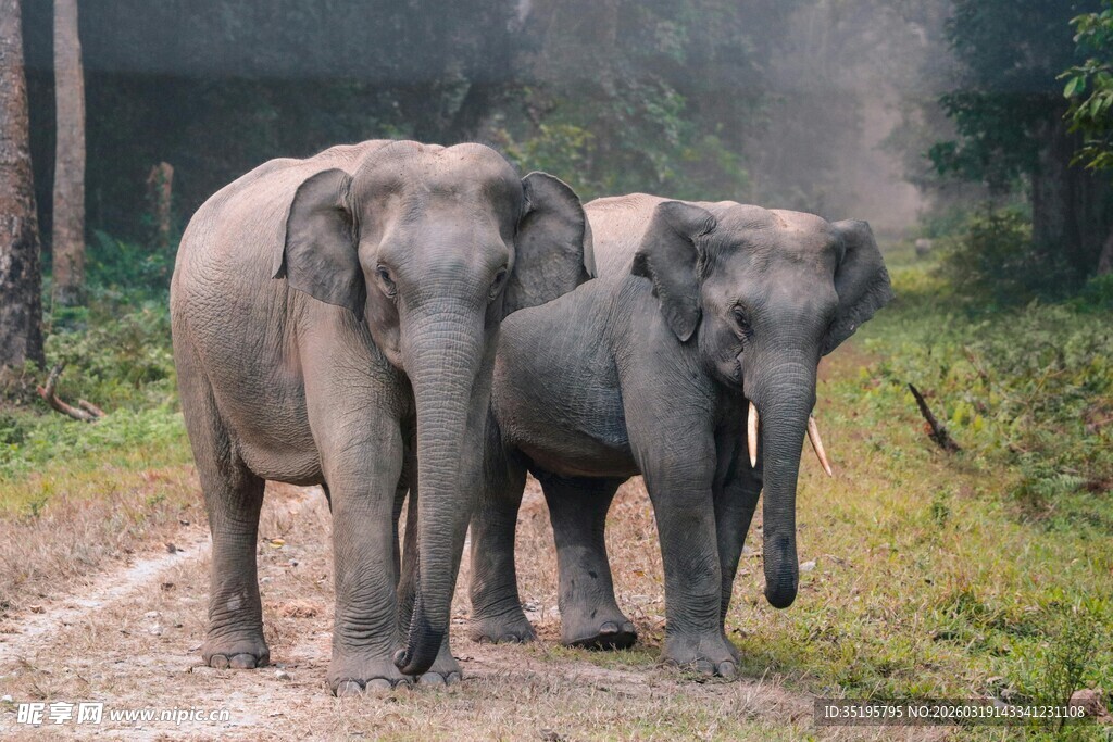森林中漫步的两头大象