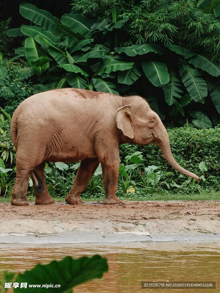 河边漫步的小象