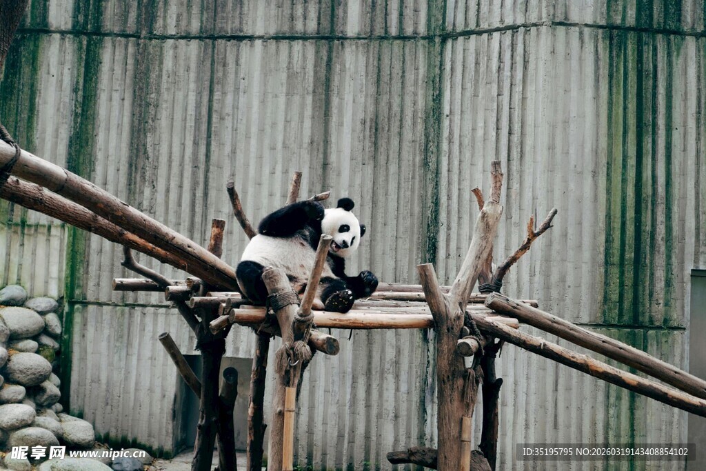 熊猫在木架上玩耍