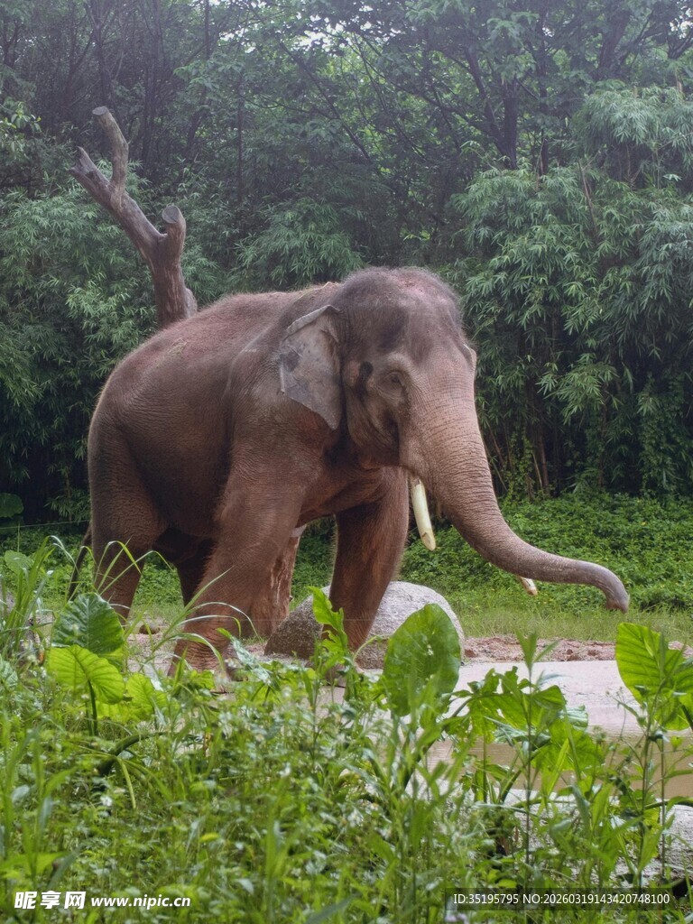 野外漫步的大象