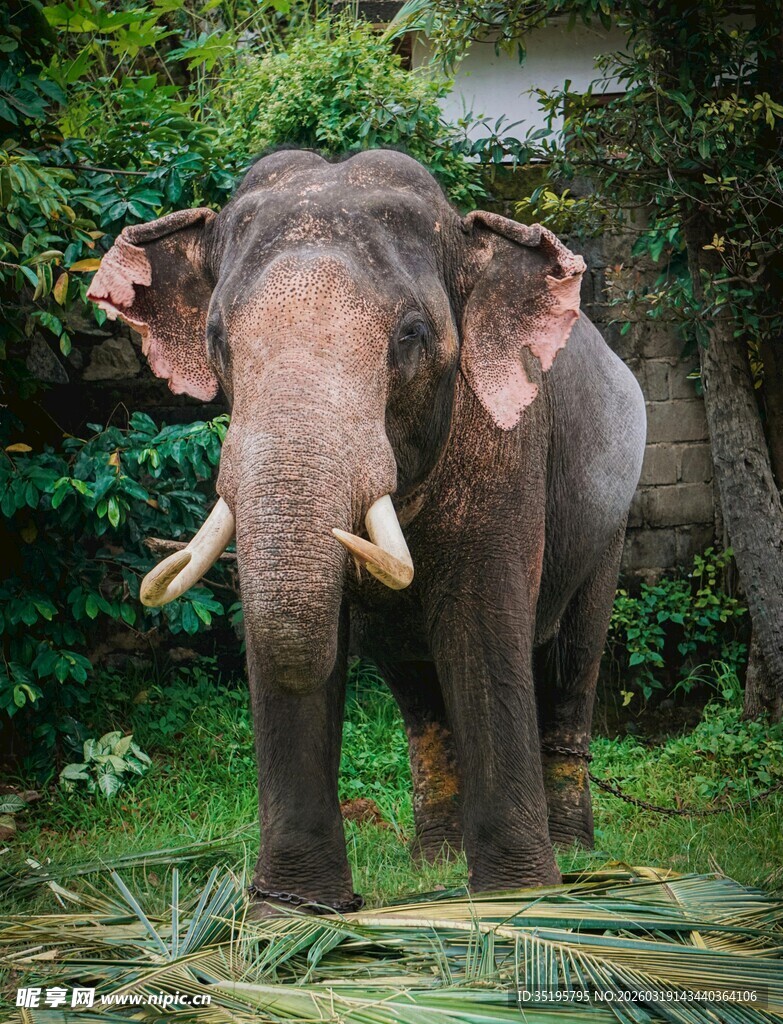 野外站立的大象