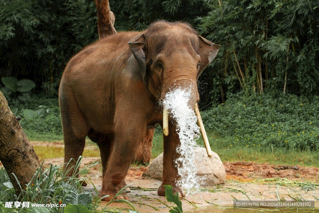 大象喷水嬉戏于自然间
