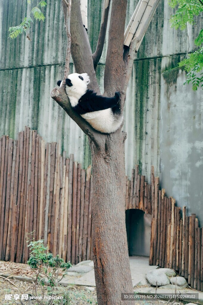 熊猫惬意挂在树干上
