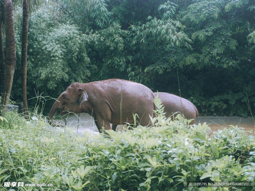 野外河马在绿植间