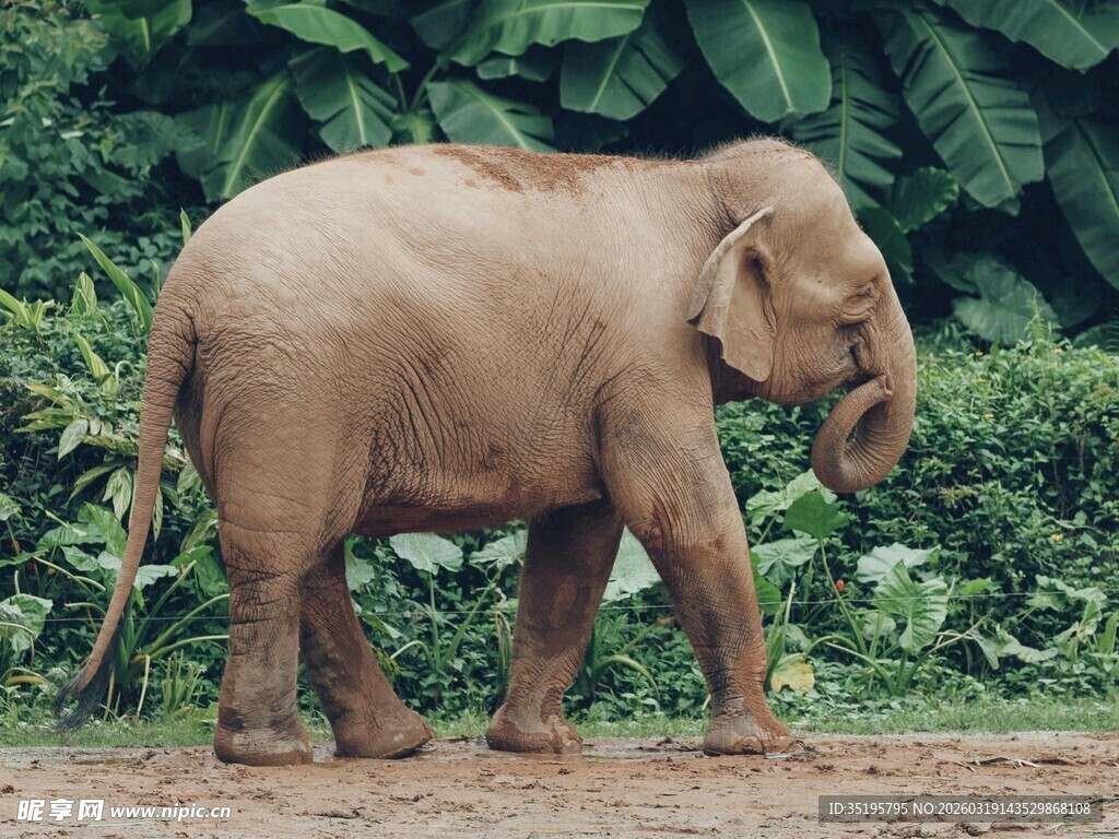 野外行走的亚洲象