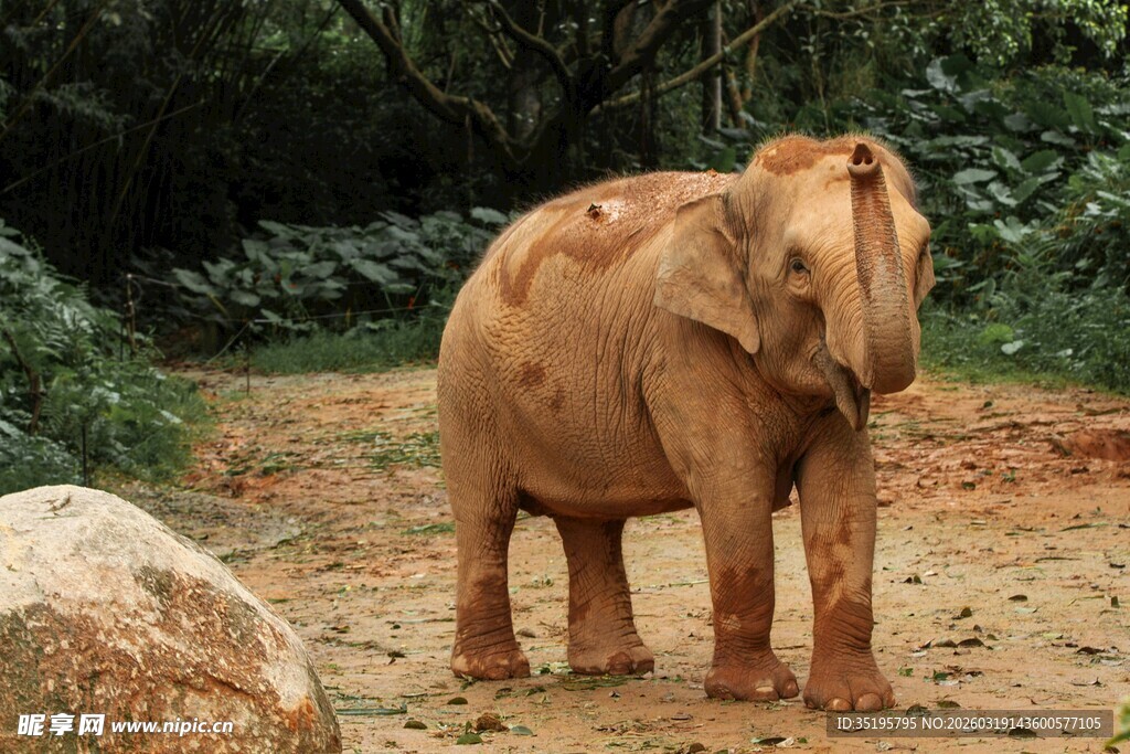 野外站立的棕色大象