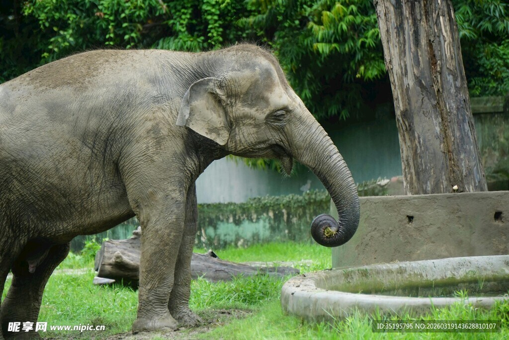 动物园中站立的大象