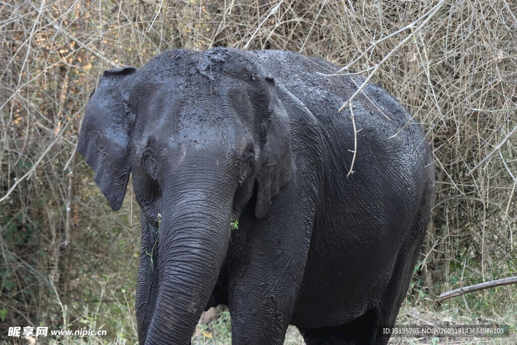 野外独行的大象