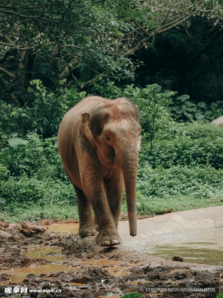 野外行走的大象