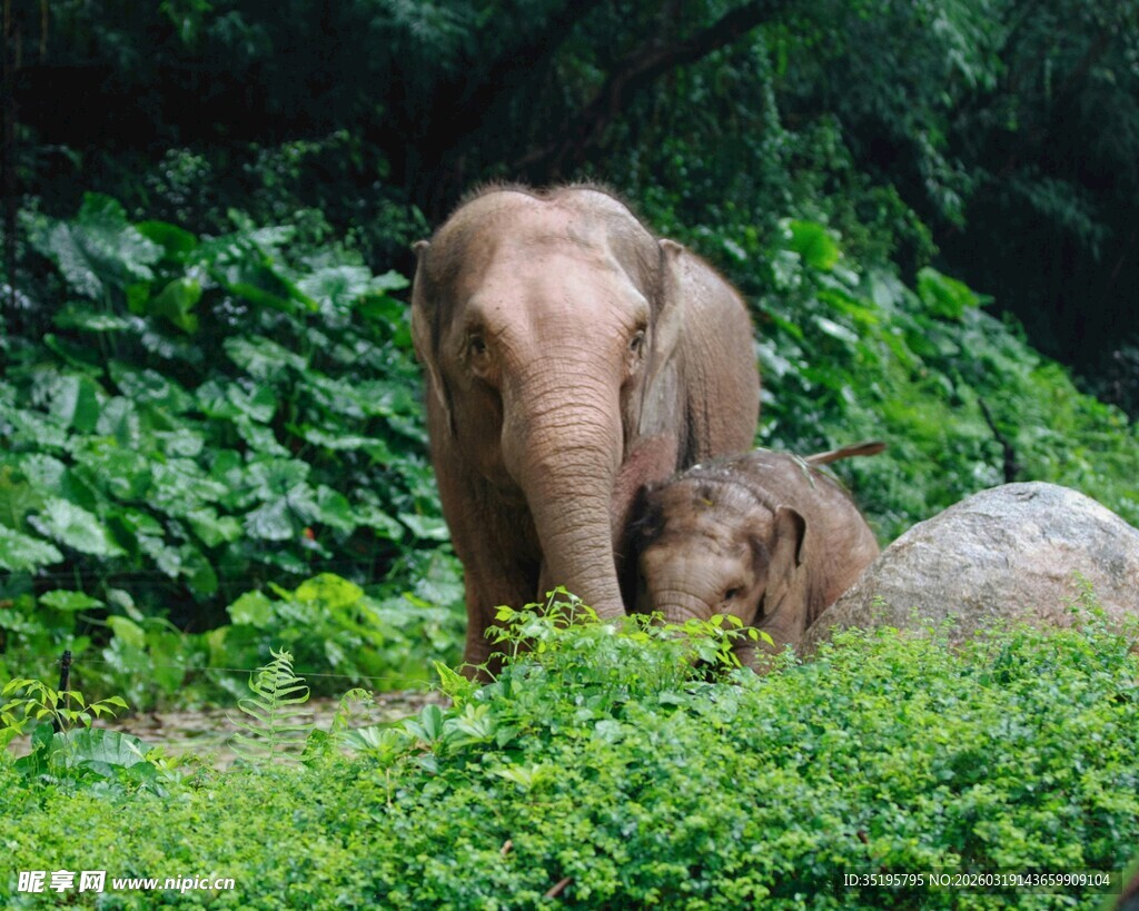 丛林中亲密相伴的两头大象