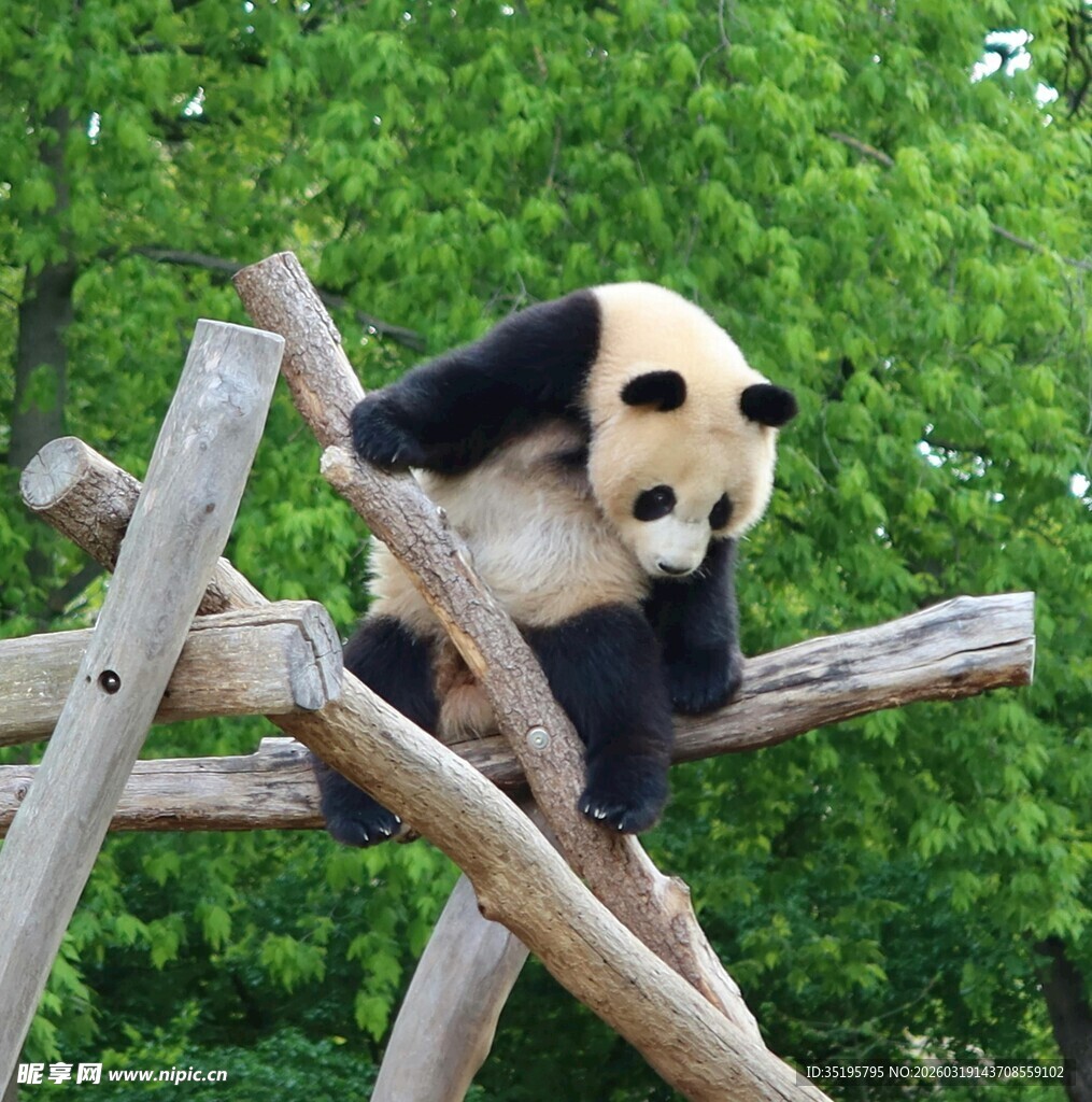 熊猫惬意坐于木架之上