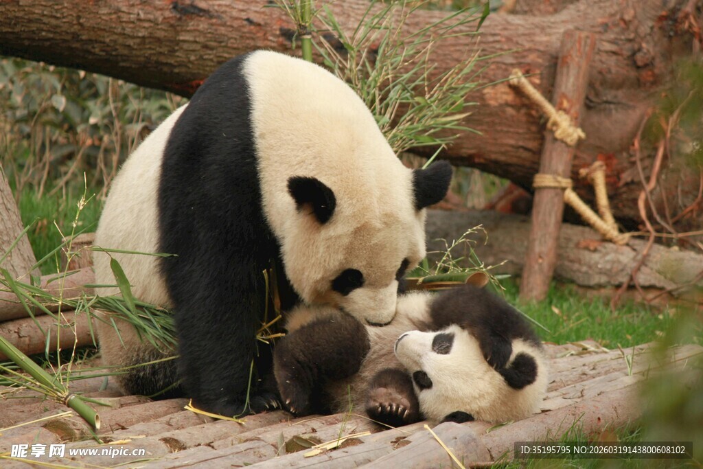 熊猫母子亲昵互动瞬间
