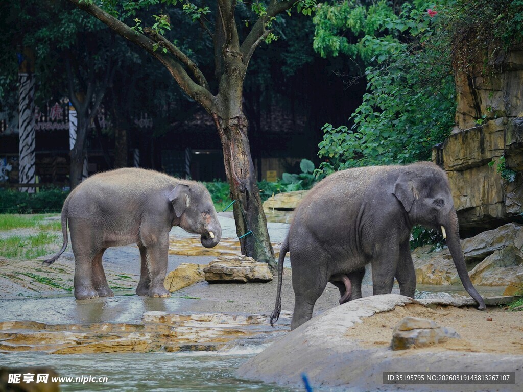 大象在水边嬉戏