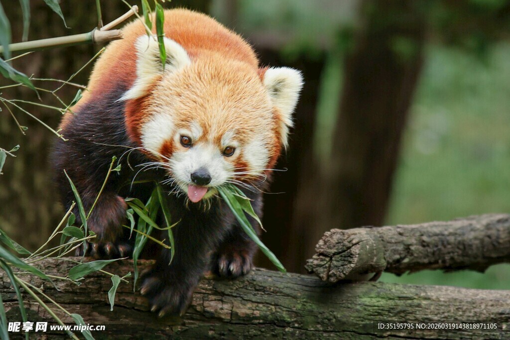 小熊猫啃食鲜嫩竹子