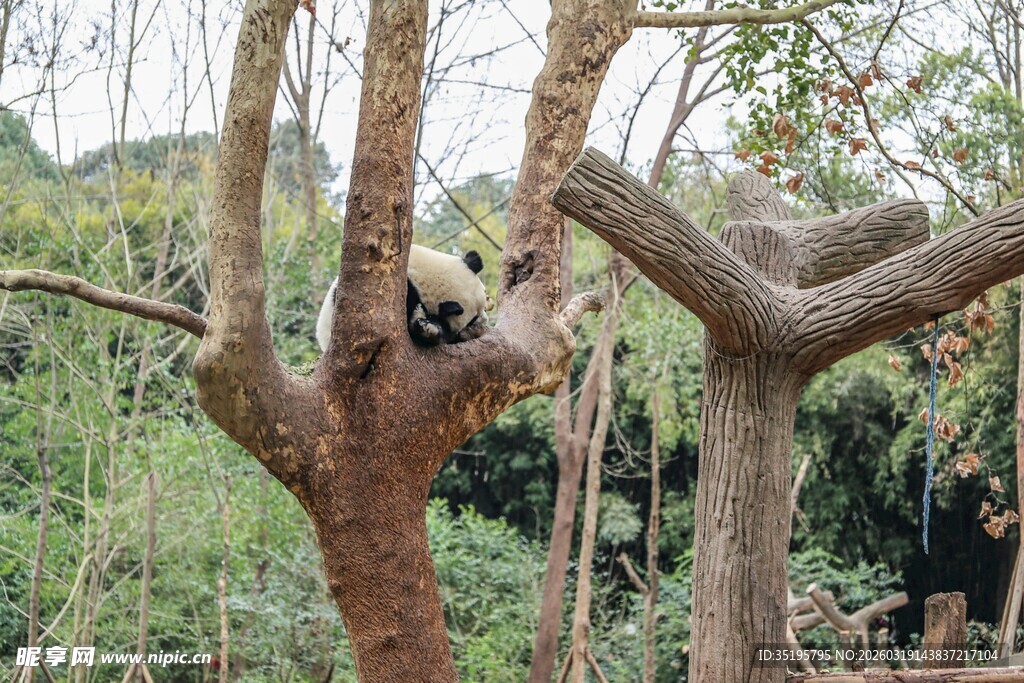 树上憨态可掬的大熊猫