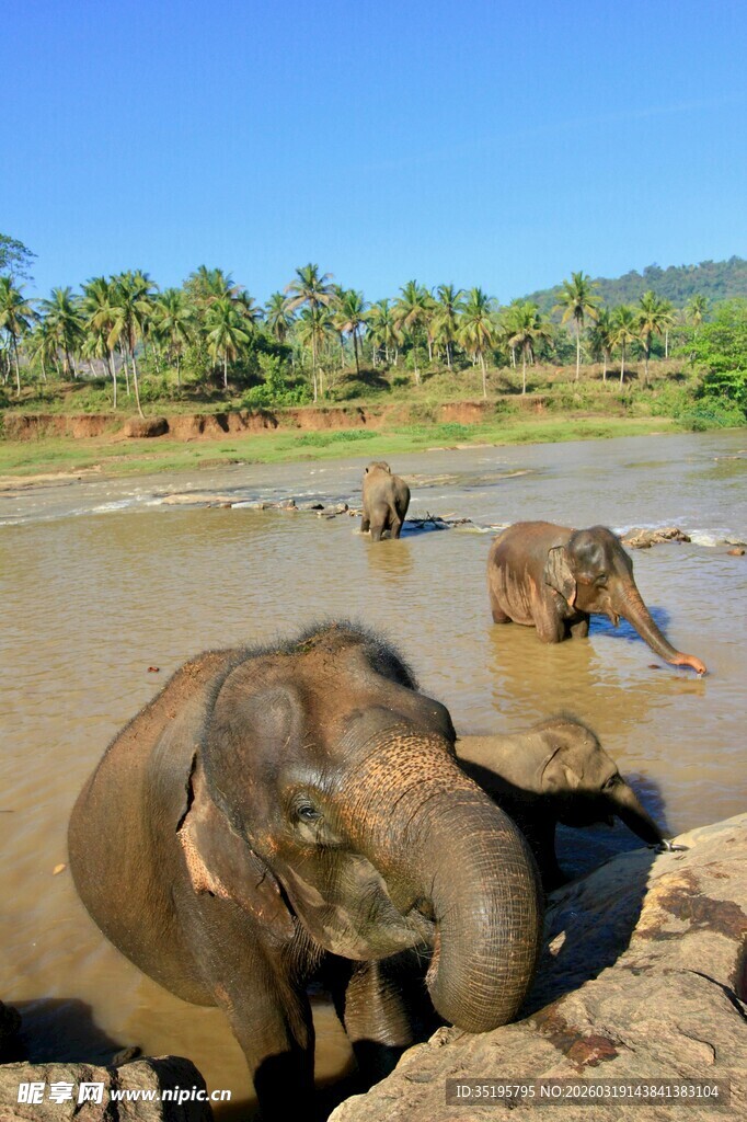 大象在泥水中嬉戏