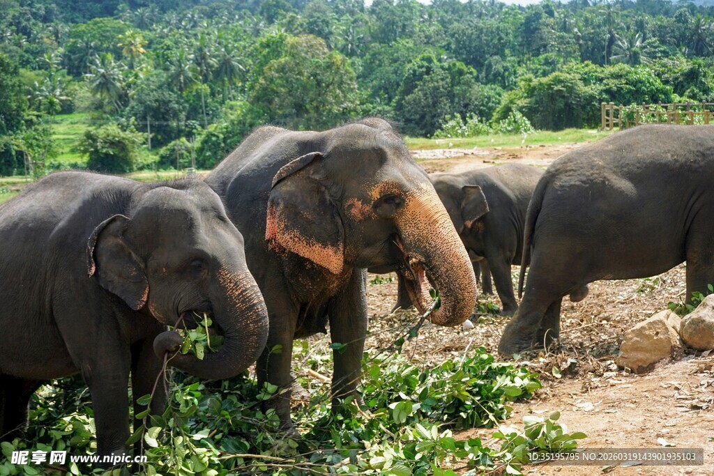 野外大象群在进食