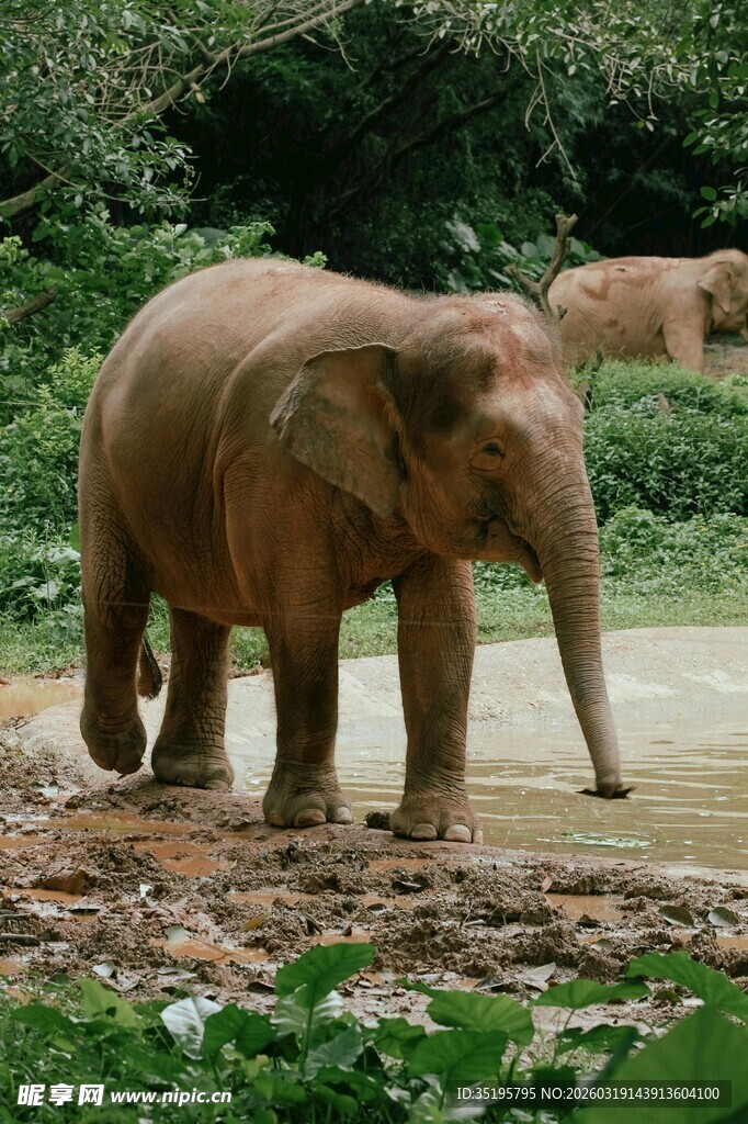 河边漫步的大象