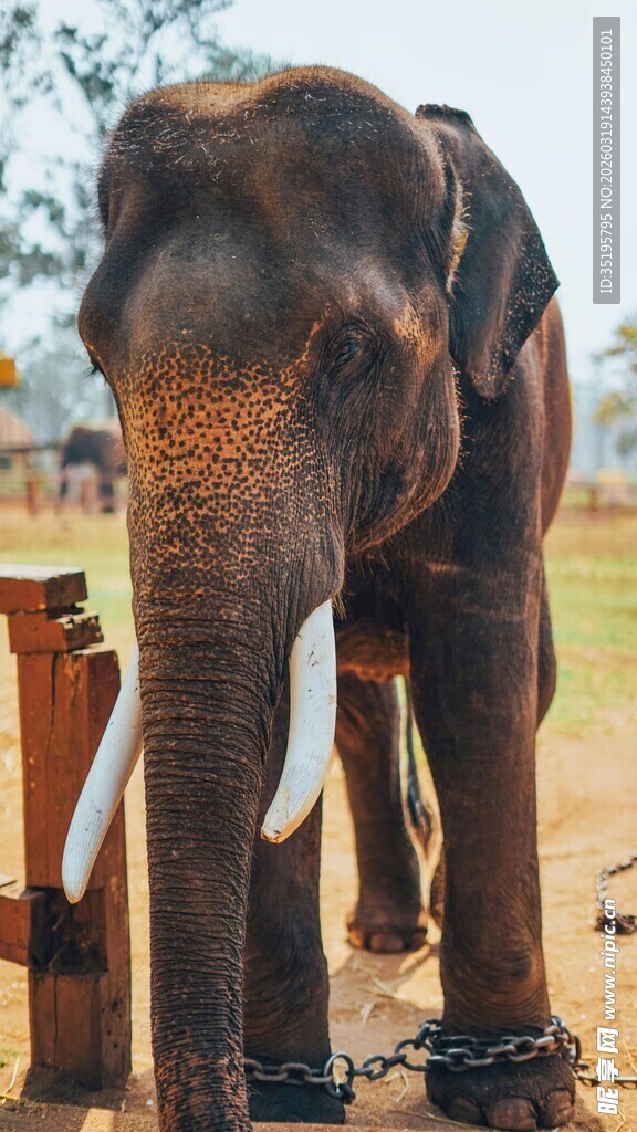 被束缚的大象