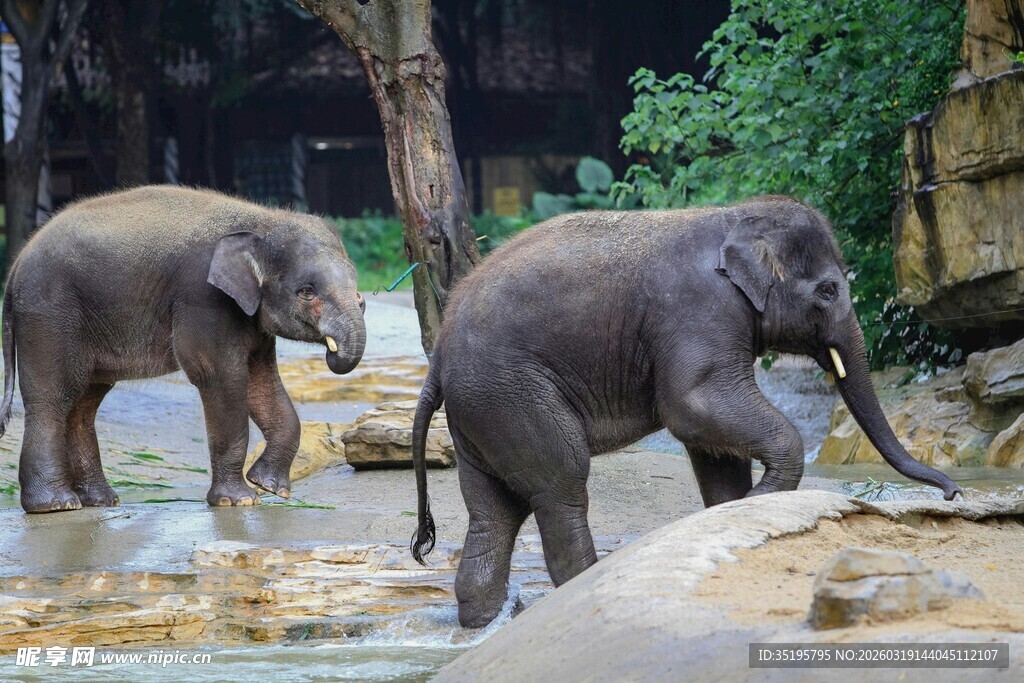 动物园中漫步的两头大象