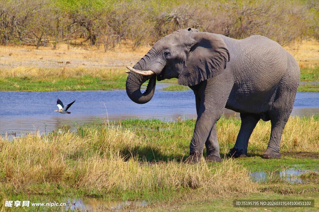 草原上的大象与飞鸟