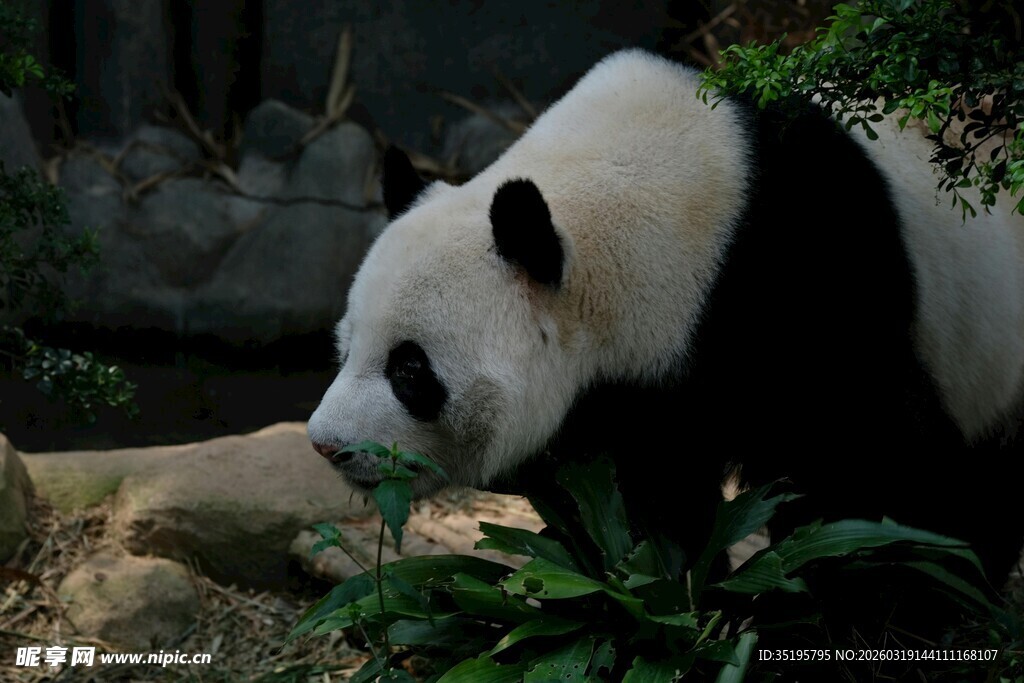 熊猫低头嗅闻绿植