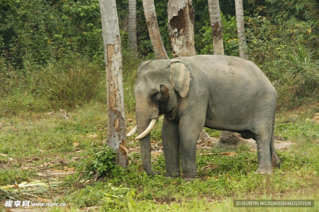 野外站立的大象