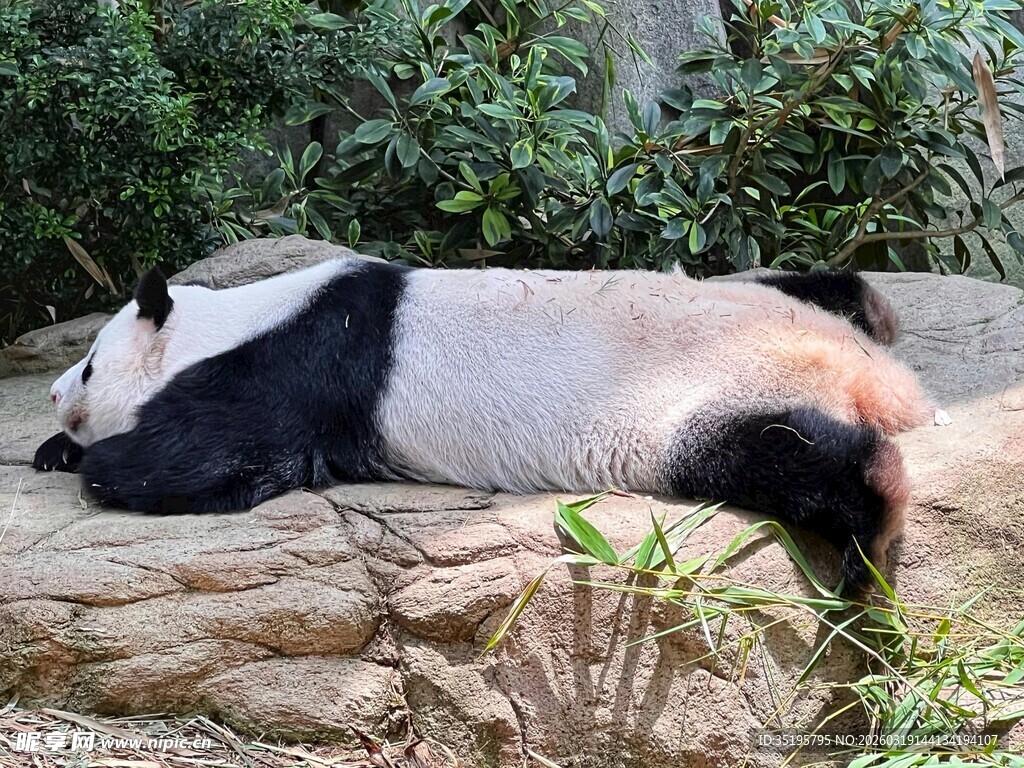 熊猫惬意躺卧于石上