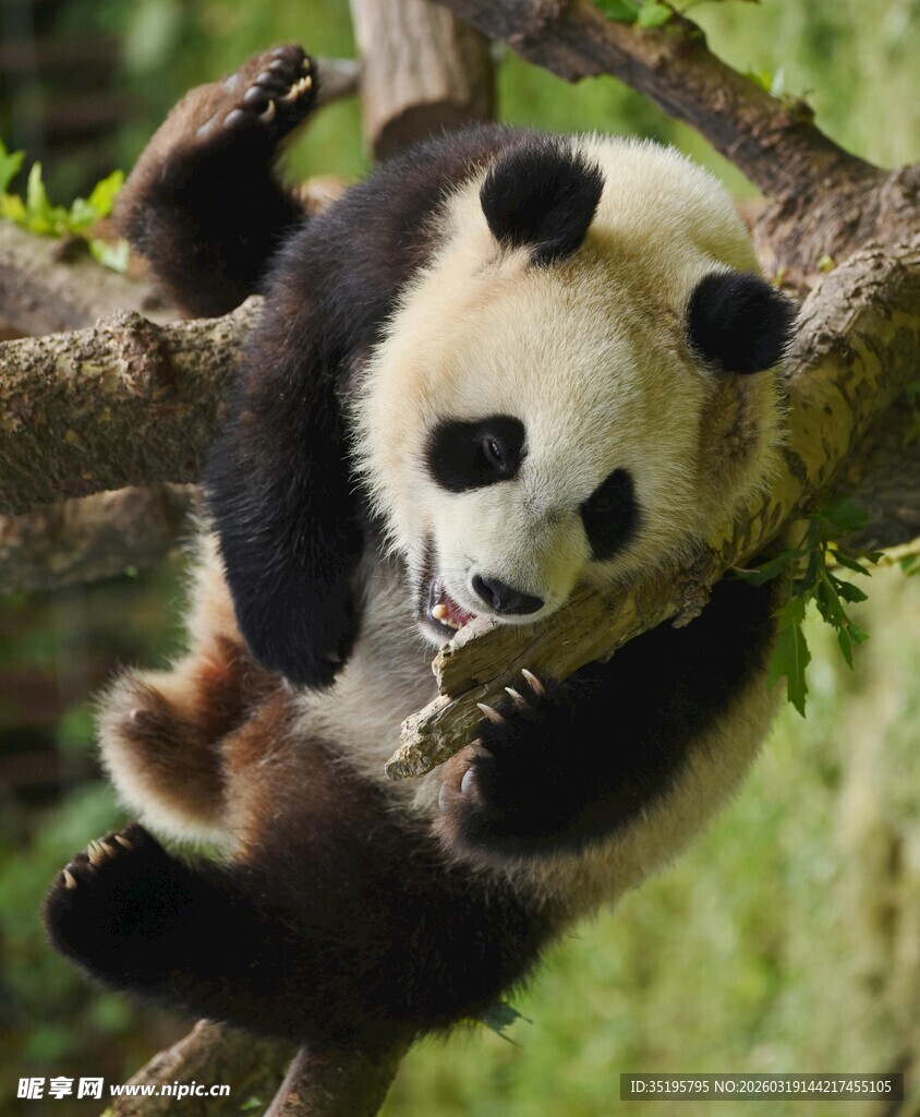 熊猫惬意挂树枝