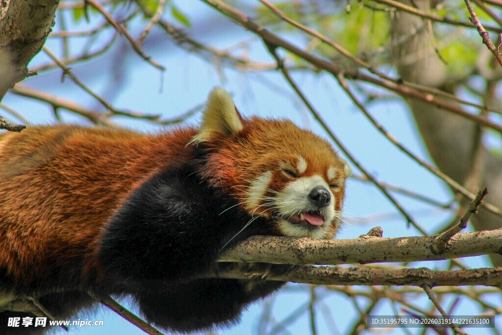小熊猫惬意趴树枝