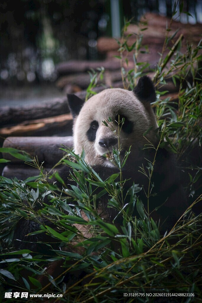 憨态熊猫食竹瞬间