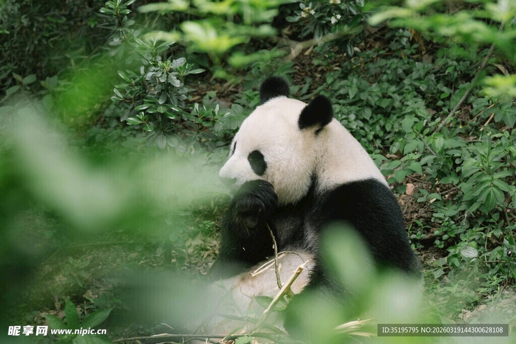 竹林中的可爱大熊猫