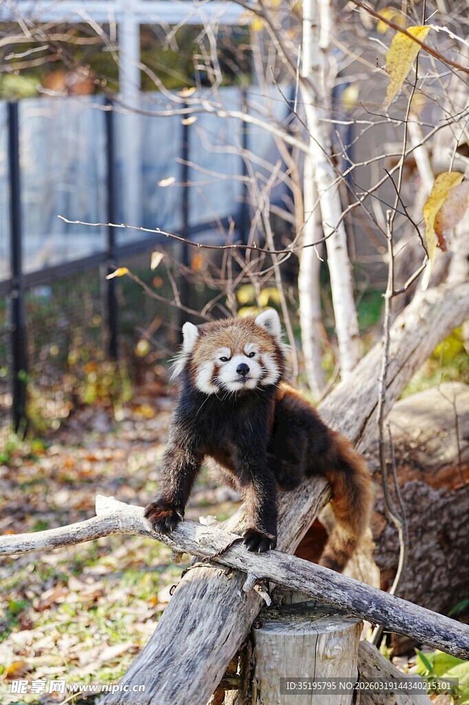 树枝上的可爱浣熊